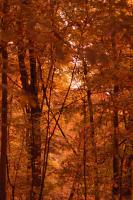 FALLWOODS.JPG