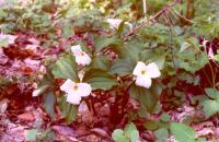 TRILLIUM.jpg