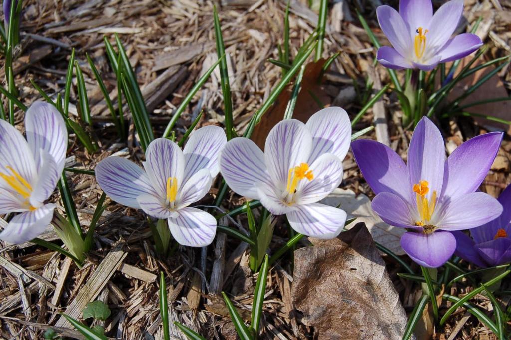 Early sun garden crocus.jpg