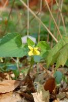 downy yellow violet.jpg