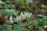 Dutchman_s breeches.jpg