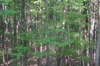 early north view.jpg